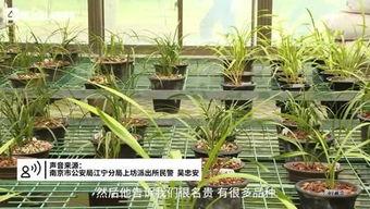 紫金山视频爆料,揭秘事件背后惊人真相