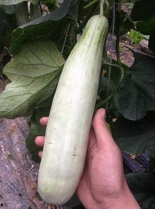 最新的网红吃瓜视频大全,笑料百出，精彩纷呈