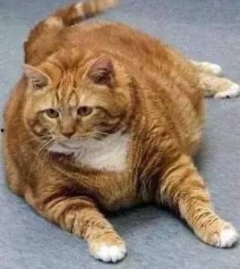 橘猫王者爆料视频,揭秘爆款游戏幕后制作秘辛