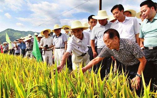 吃瓜爆料袁隆平视频,揭秘田间地头的欢乐时光