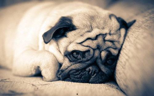 巴哥最新爆料事件视频,揭秘事件背后惊人真相