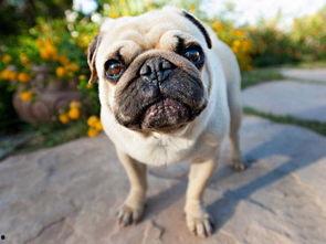 巴哥最新爆料事件视频,揭秘事件背后惊人真相