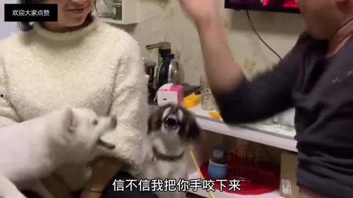 兄弟爆料搞笑段子大全视频,搞笑段子大全视频集锦