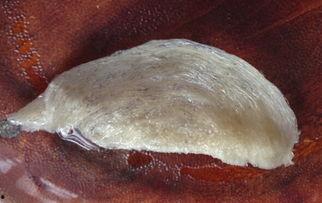 谁爆料的假燕窝视频大全,视频曝光行业乱象