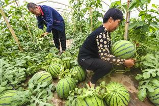 最新吃瓜爆料河北邢台,揭秘背后惊人真相