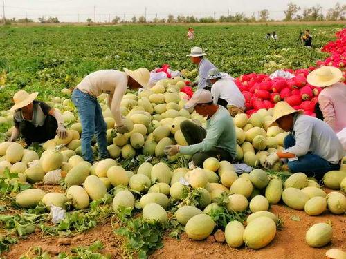 2020网红吃瓜,盘点年度热门事件与幕后真相