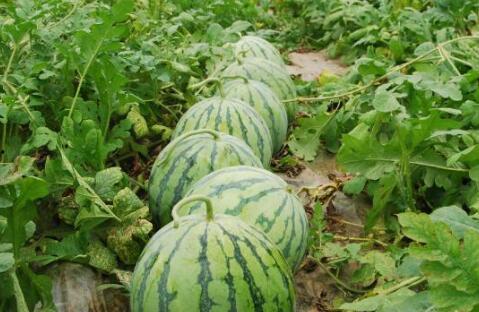 最新大瓜爆料8203,揭秘娱乐圈惊天秘密！