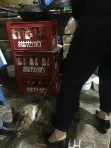 网红爆料外卖事件视频大全,视频大全揭秘黑幕