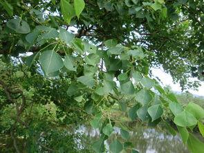 常绿干部爆料视频最新版,揭秘权力背后的真相