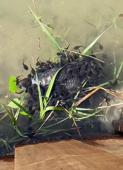 蝌蚪在线视频观看,蝌蚪在线视频深度解析