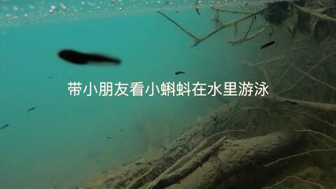 蝌蚪在线视频观看,蝌蚪在线视频深度解析